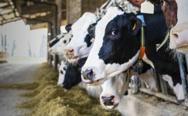 Adequação do Manejo Nutricional de Rebanho Leiteiro