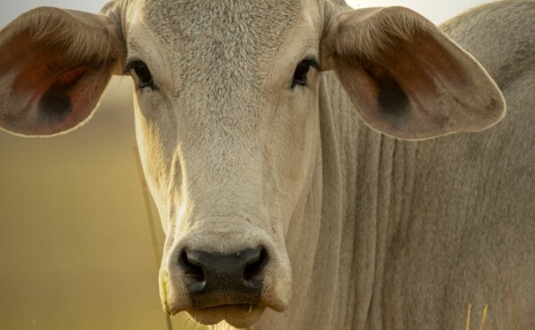 Avaliação de Carcaça de Bovino de Corte Destinada a Carne Nobre