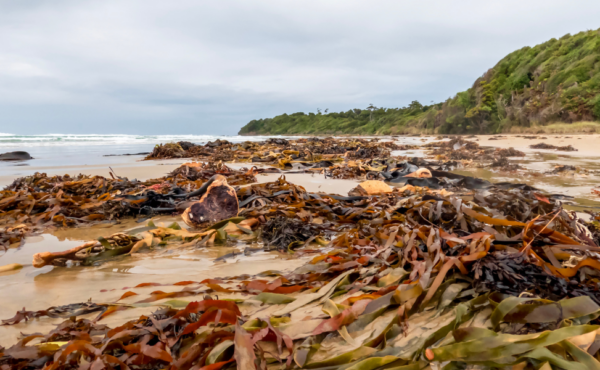 O Potencial de Macroalgas Marinhas na Agricultura