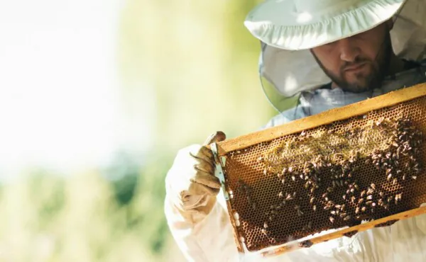 Exportação de mel e acesso a mercados