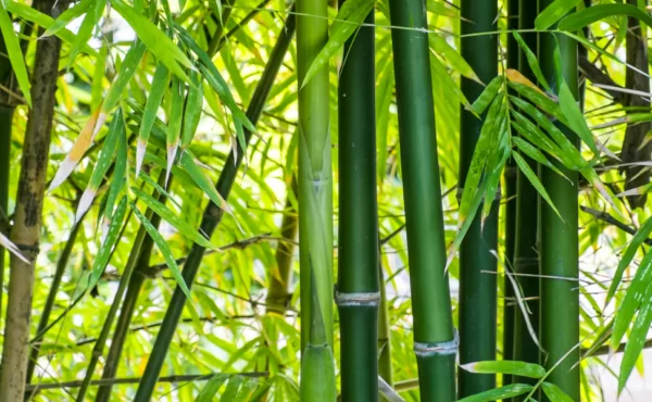 Bambu como alternativa sustentável no mercado de embalagens e bioprodutos