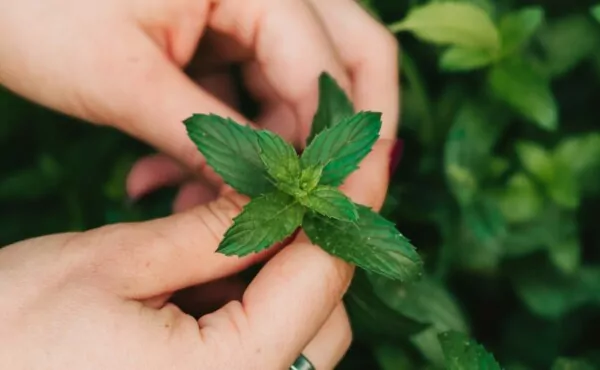 Cultura de plantas medicinais e aromáticas: uma nova fronteira no agro