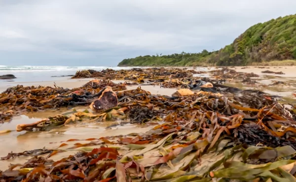 O Potencial de Macroalgas Marinhas na Agricultura